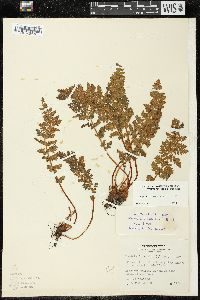 Woodsia ilvensis image