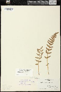 Woodsia ilvensis image