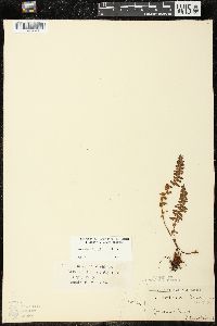 Woodsia ilvensis image