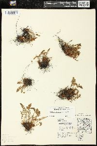 Woodsia ilvensis image