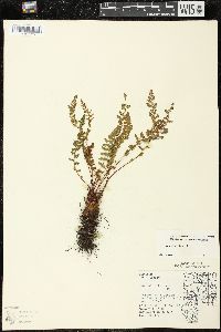 Woodsia ilvensis image