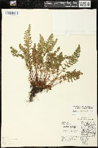 Woodsia ilvensis image