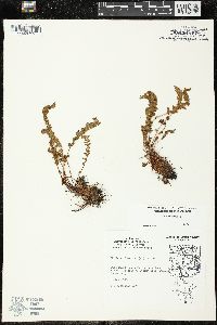 Woodsia ilvensis image