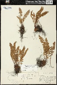 Woodsia ilvensis image