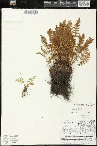 Woodsia ilvensis image