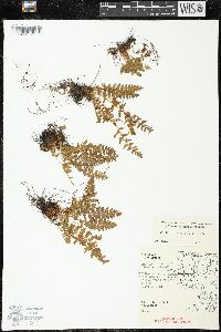 Woodsia ilvensis image