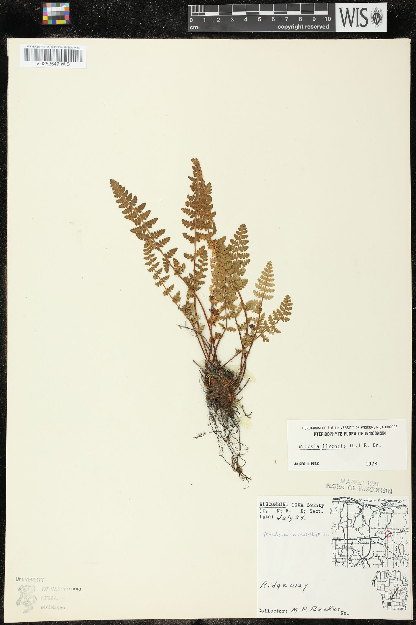 Woodsia ilvensis image