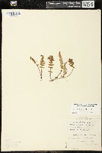 Woodsia ilvensis image