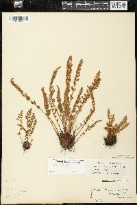 Woodsia ilvensis image