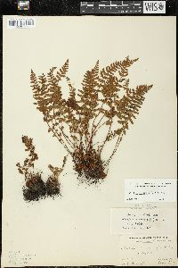 Woodsia ilvensis image