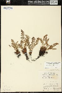 Woodsia ilvensis image