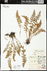 Woodsia ilvensis image