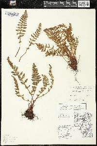 Woodsia ilvensis image