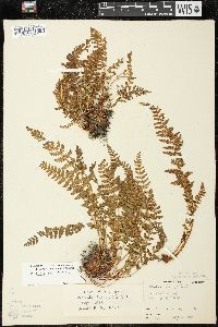 Woodsia ilvensis image