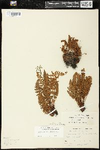 Woodsia ilvensis image