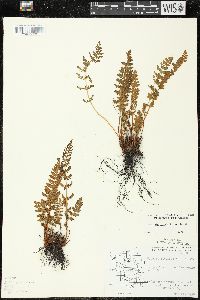 Woodsia ilvensis image