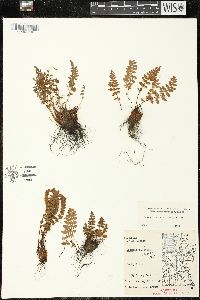 Woodsia ilvensis image