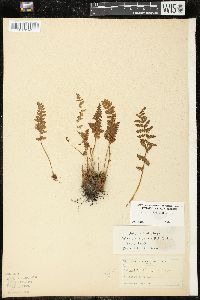 Woodsia ilvensis image