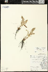 Woodsia ilvensis image