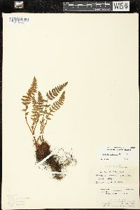 Woodsia ilvensis image