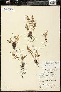 Woodsia ilvensis image