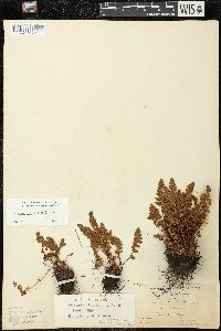 Woodsia ilvensis image