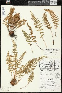 Woodsia ilvensis image