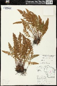 Woodsia ilvensis image