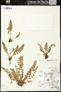 Woodsia ilvensis image