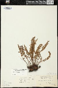 Woodsia ilvensis image