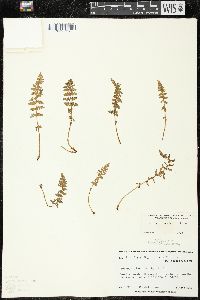 Woodsia ilvensis image