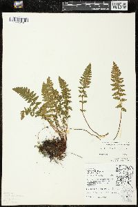 Woodsia ilvensis image