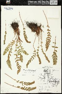 Woodsia ilvensis image