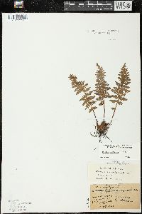 Woodsia ilvensis image