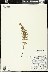 Woodsia ilvensis image