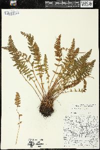 Woodsia ilvensis image