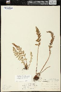 Woodsia ilvensis image