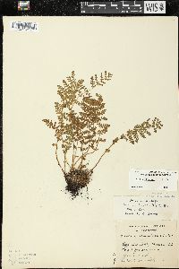 Woodsia ilvensis image