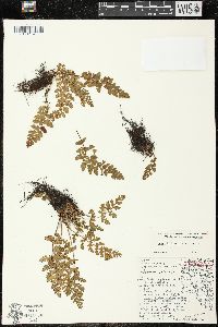 Woodsia ilvensis image