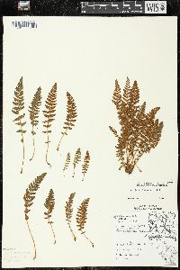 Woodsia ilvensis image