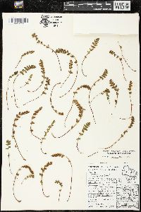 Woodsia ilvensis image