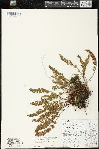 Woodsia ilvensis image