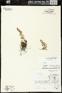 Woodsia ilvensis image