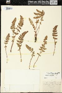 Woodsia ilvensis image