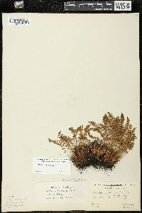 Woodsia ilvensis image