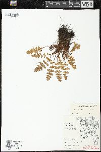 Woodsia ilvensis image