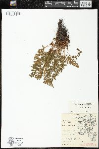 Woodsia ilvensis image