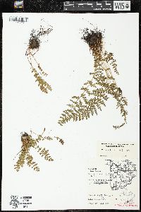 Woodsia ilvensis image