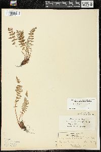 Woodsia ilvensis image