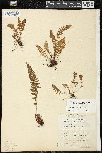 Woodsia ilvensis image